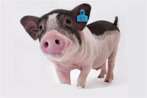 rfid pig tags|rfid card images.